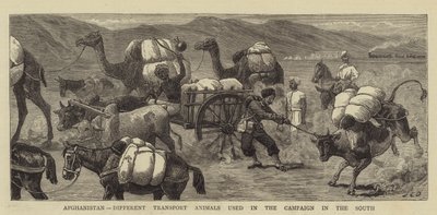 Afghanistan, forskellige transportdyr, der blev brugt i kampagnen i syd af John Charles Dollman